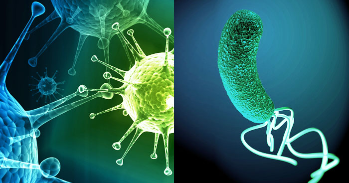 diferencias entre virus y bacterias